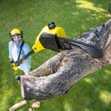 How Our Tree Care Process Works  in  Allen, TX