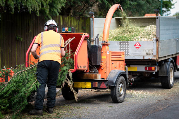 Lawn Watering Services in Allen, TX