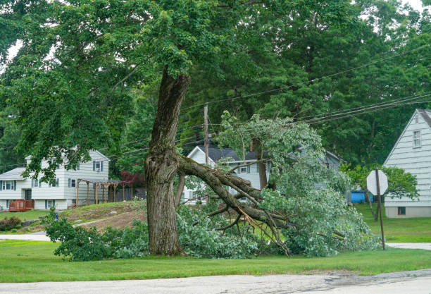 Best Utility Line Clearance  in Allen, TX