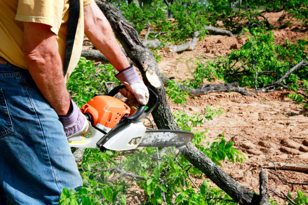 Tree and Shrub Care in Allen, TX